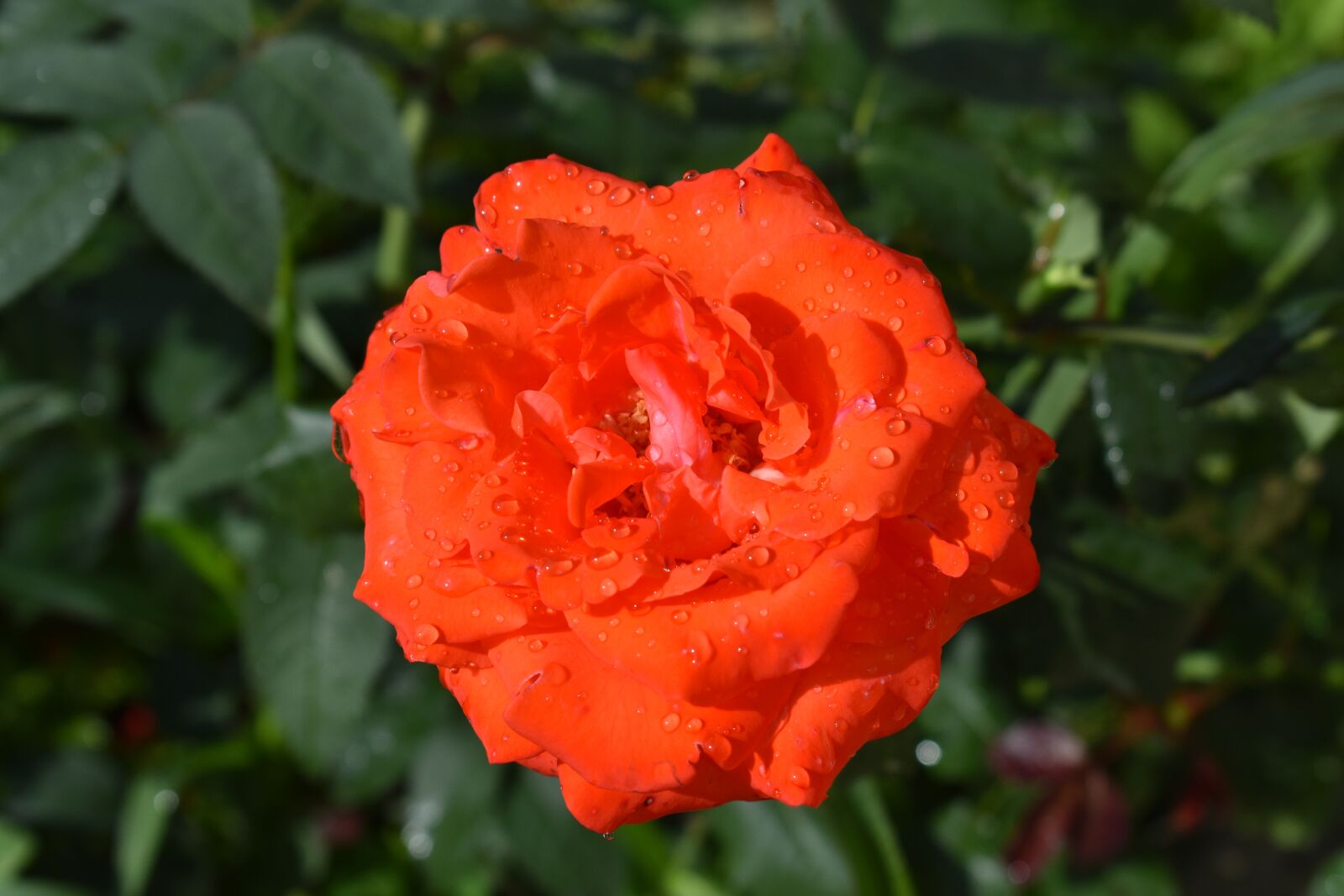 Nikon D3400 sample photo. Rose, red, flower photography
