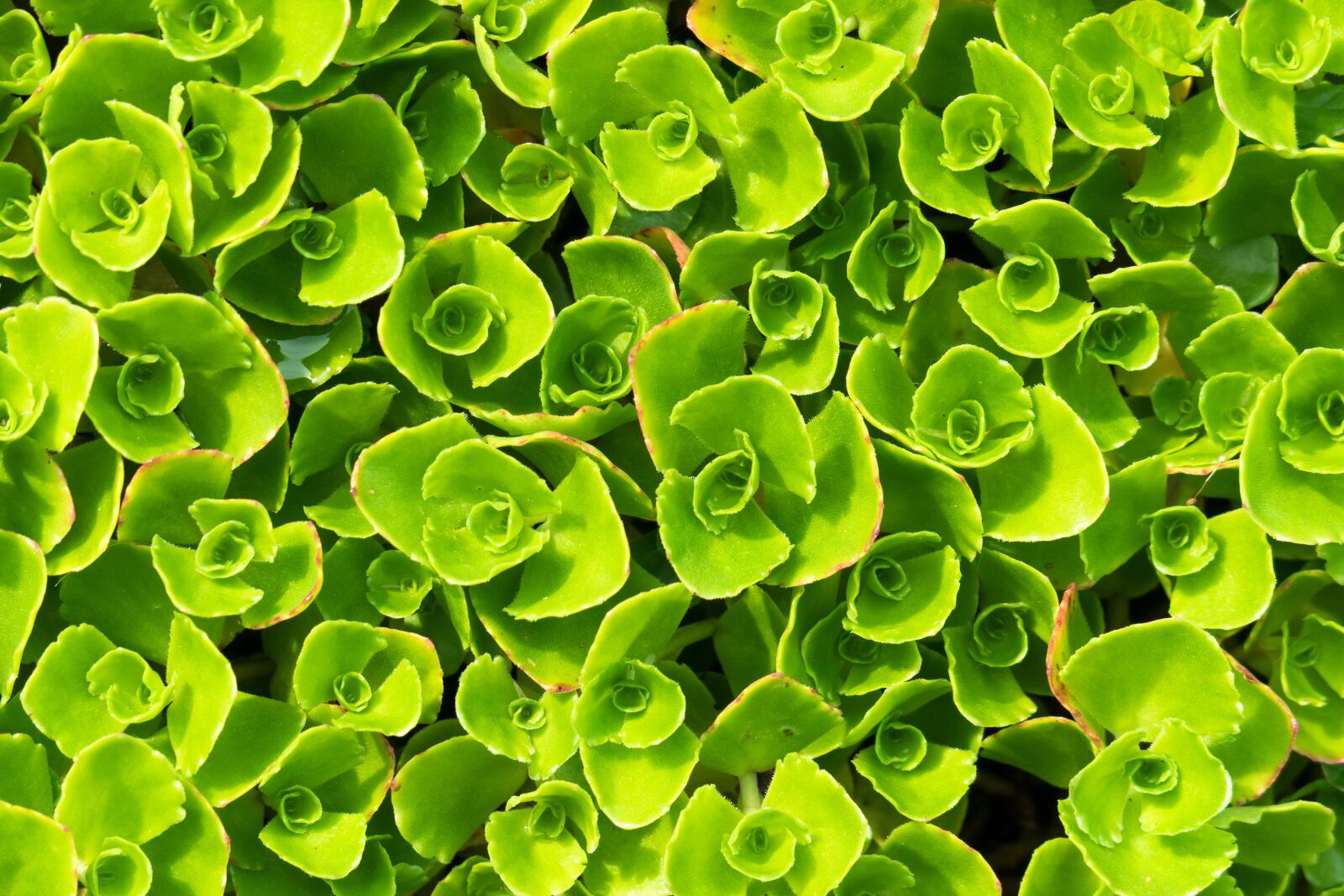 Canon PowerShot G3 X sample photo. Stonecrop, carpet stonecrop, ground photography