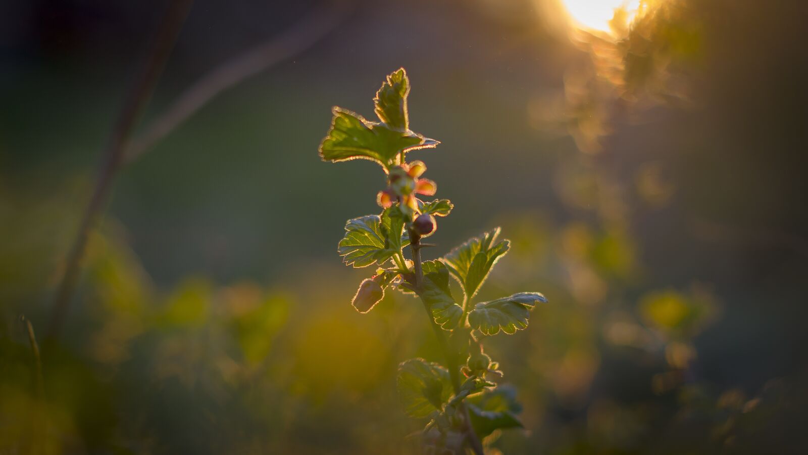 Pentax smc DA 50mm F1.8 sample photo. Plant, gooseberry, sunset photography