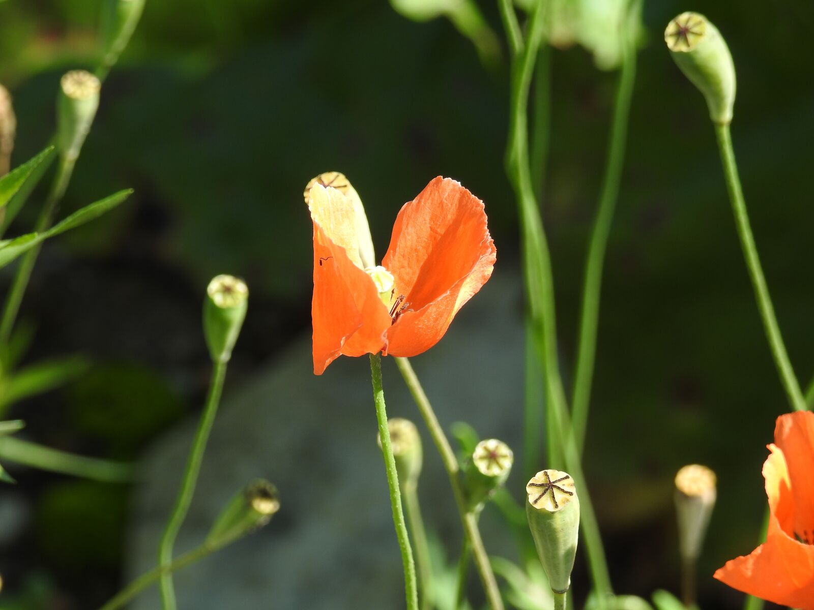 Nikon Coolpix P900 sample photo. Plant, poppy, close up photography