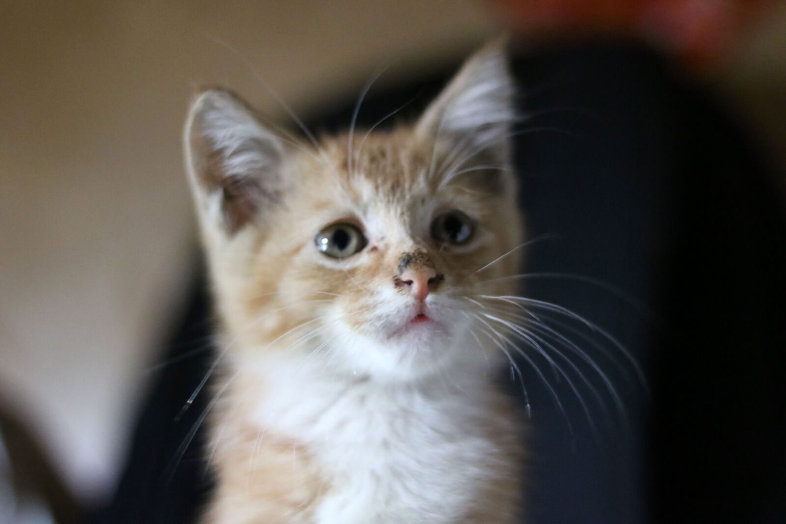 Canon EOS 760D (EOS Rebel T6s / EOS 8000D) + Canon EF 50mm F1.8 STM sample photo. Adorable, animal, cat, cute photography