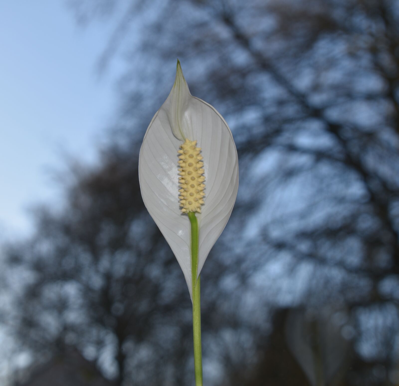 Nikon D5600 sample photo. Nature, white flower, growth photography