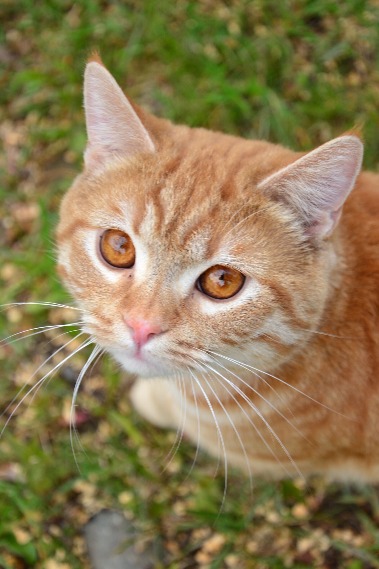 Nikon D3100 sample photo. Cat, redhead, pet photography