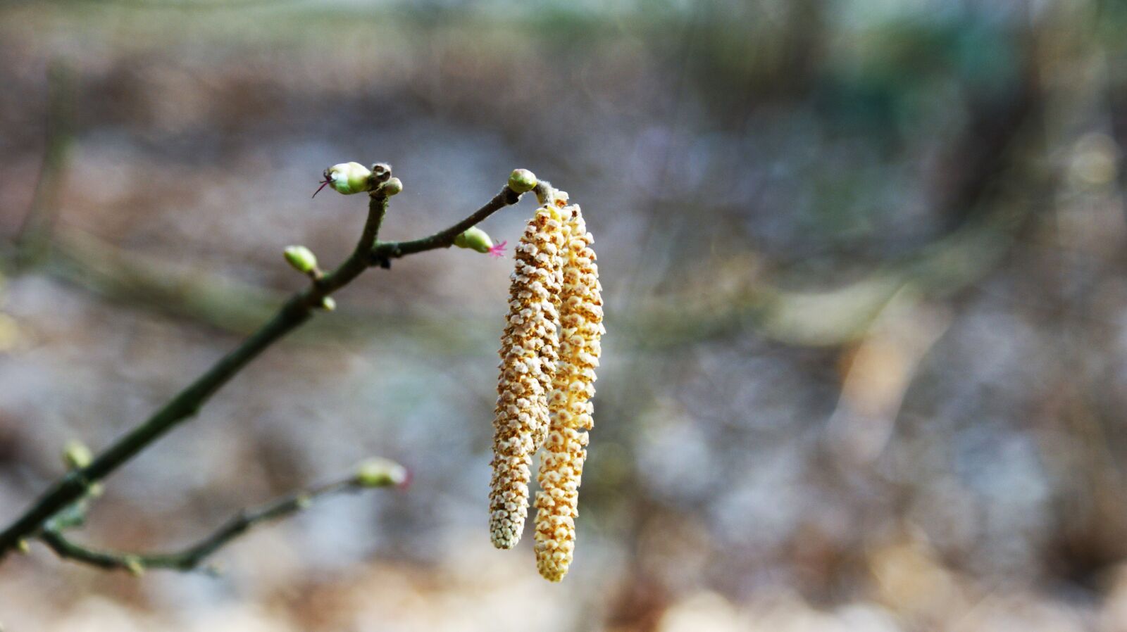 Sony Alpha DSLR-A350 sample photo. Hazel, pollen, branch photography