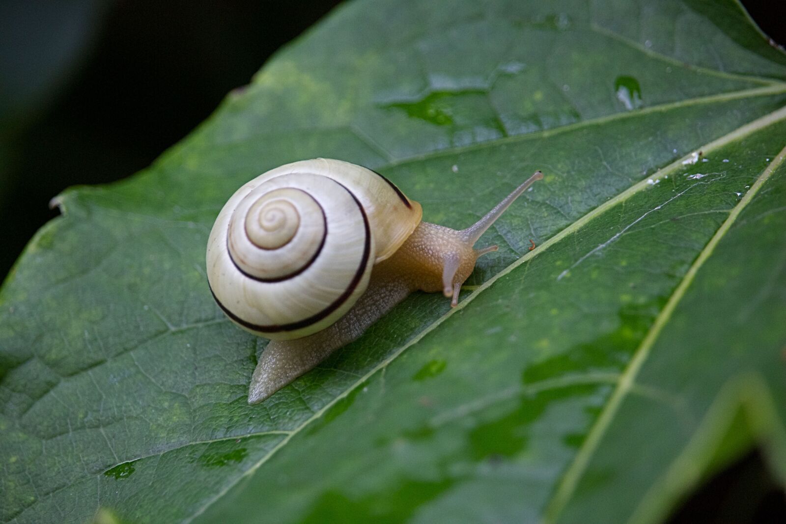 Canon EOS 650D (EOS Rebel T4i / EOS Kiss X6i) + Canon EF-S 55-250mm F4-5.6 IS STM sample photo. Snail, leaf, nature photography
