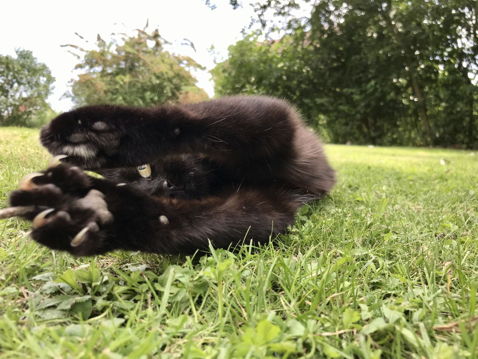 iPhone 7 back camera 3.99mm f/1.8 sample photo. Cat, garden, pet photography