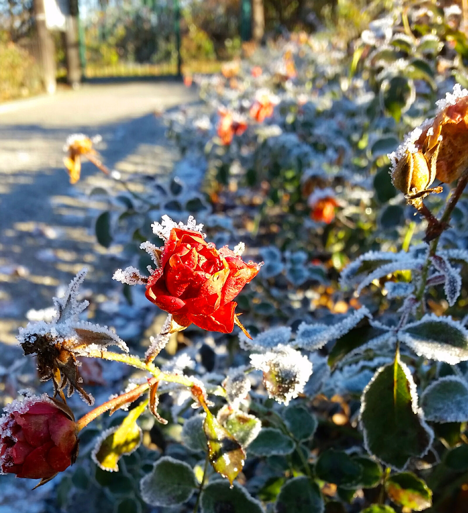 Samsung Galaxy S5 sample photo. Ice, crystal, rose, winter photography