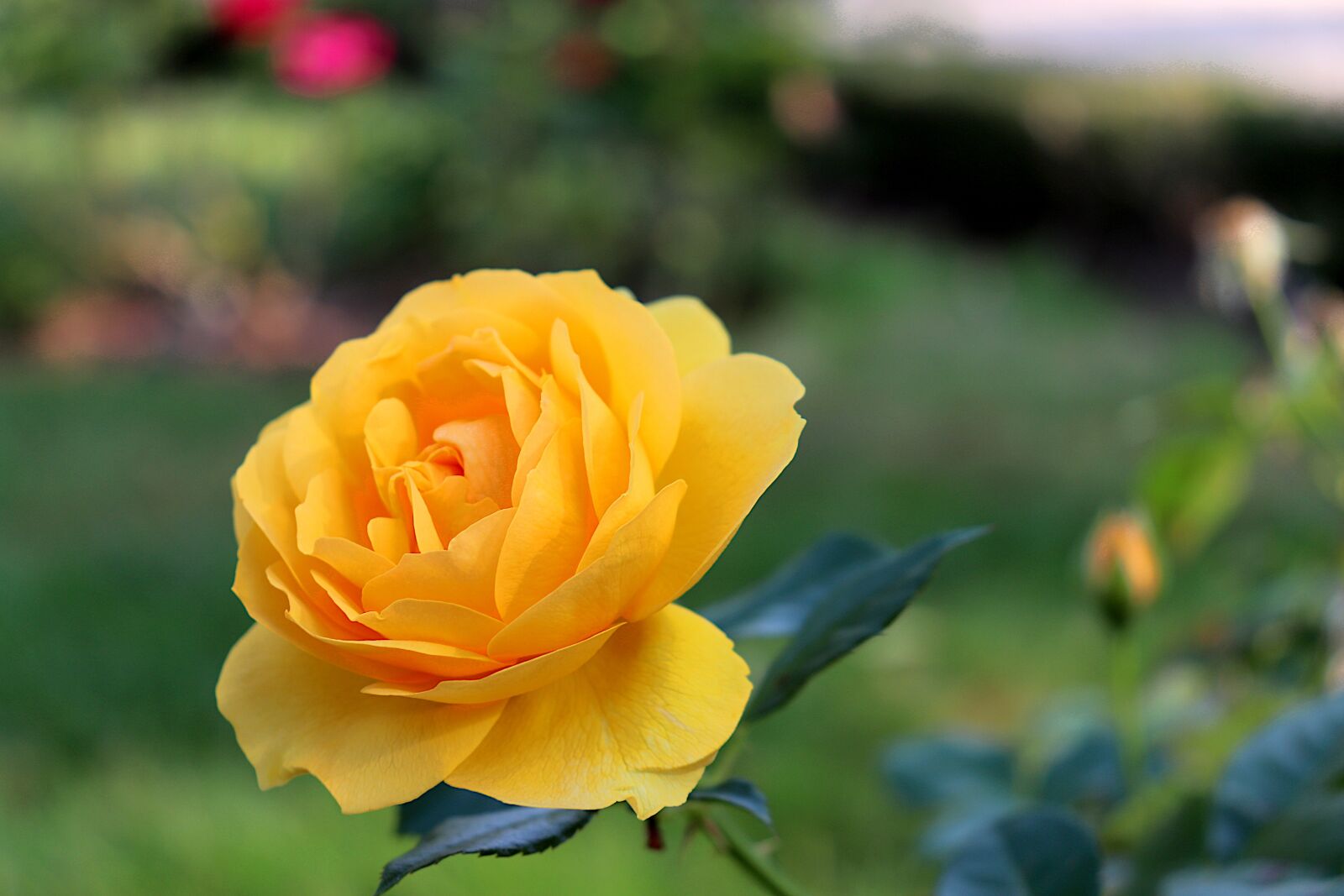Canon EF-S 18-55mm F4-5.6 IS STM sample photo. Pink, rosebush, flowering shrubs photography