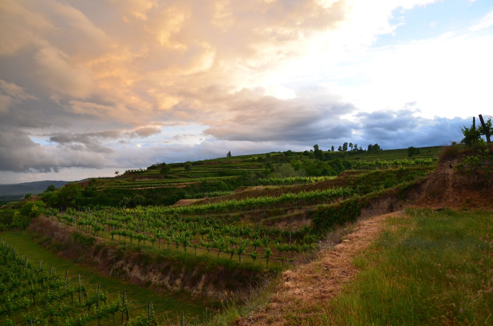 Nikon D7000 sample photo. Vineyard, krems, sky photography