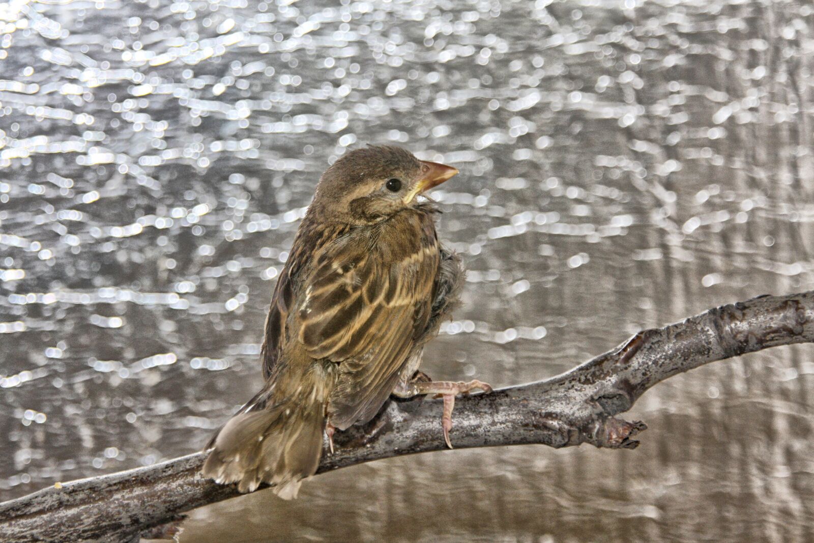 Canon EOS 40D sample photo. Sparrow, bird, cute photography