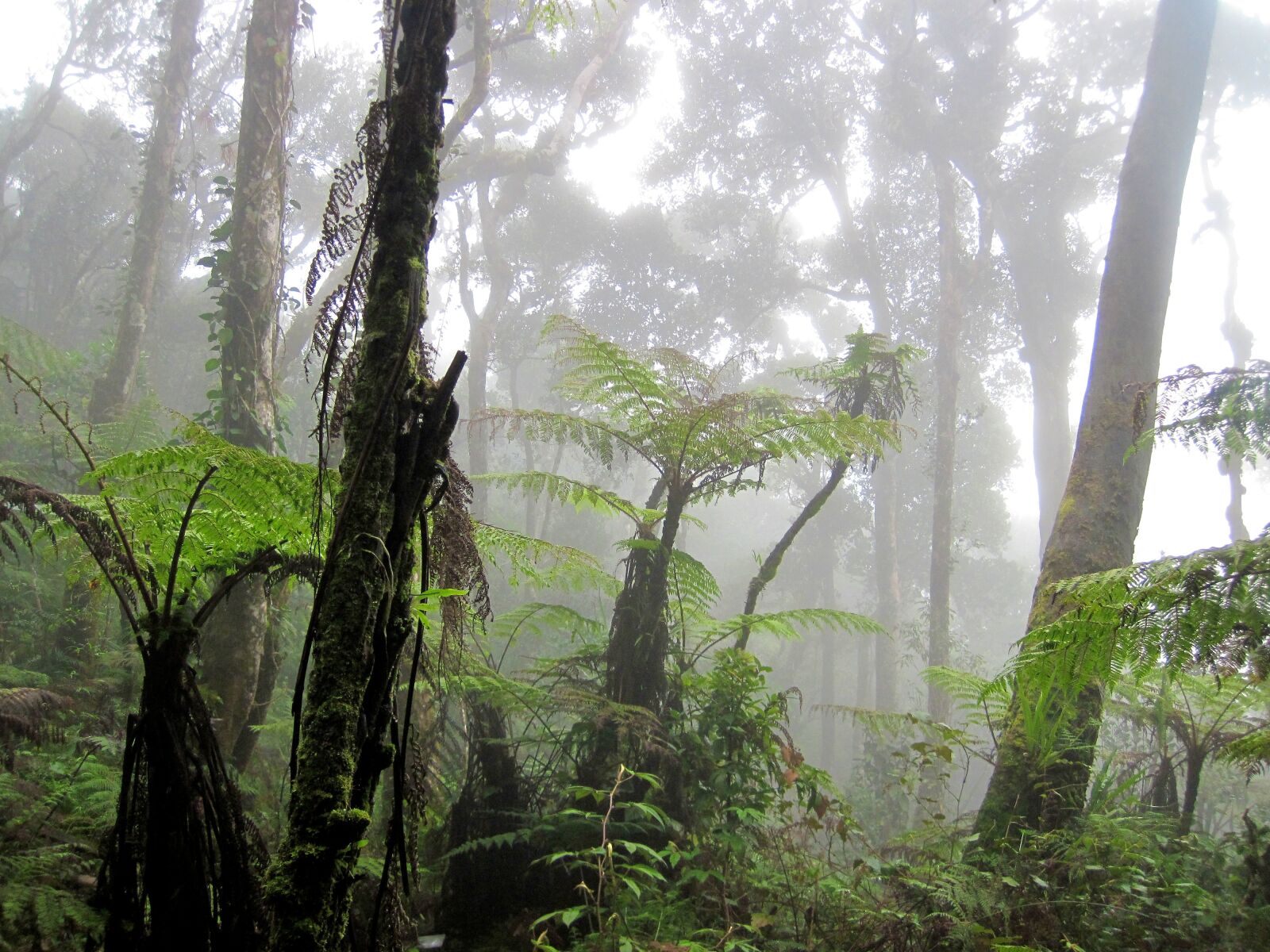 Canon PowerShot D10 sample photo. Fern, jungle, mist photography
