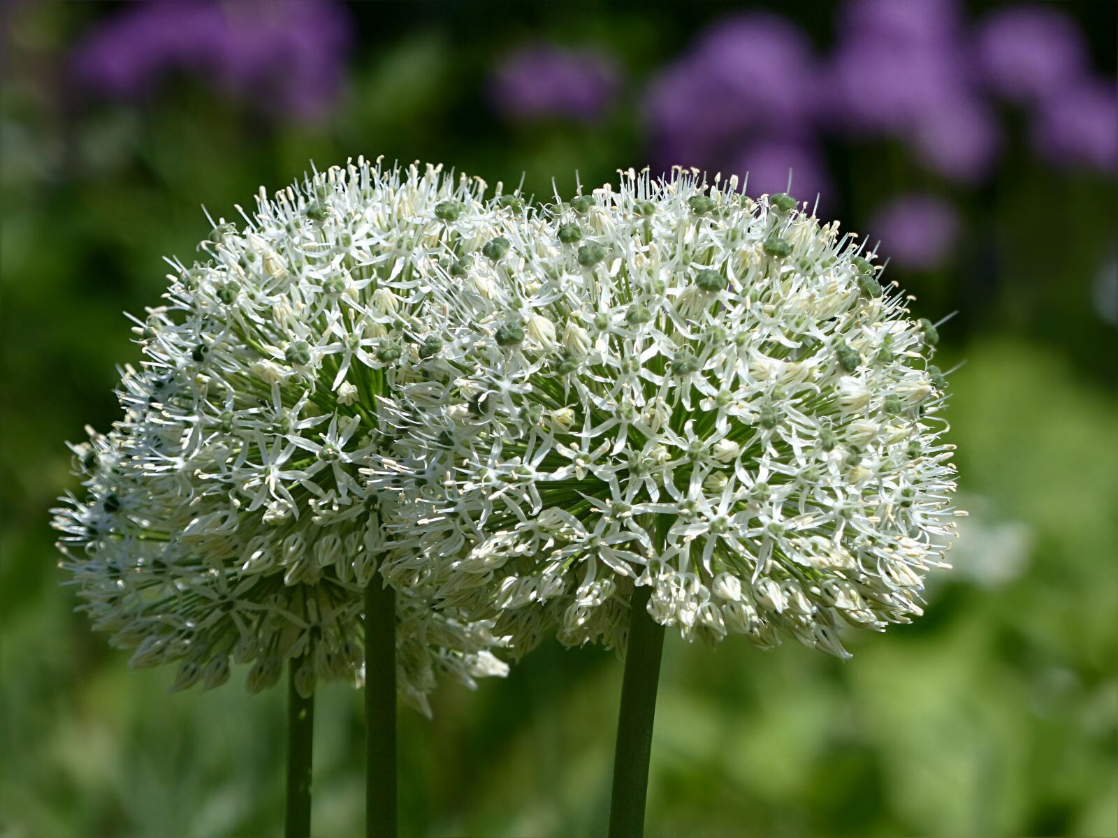 Panasonic Lumix DMC-FZ200 sample photo. Plant, flower, allium photography