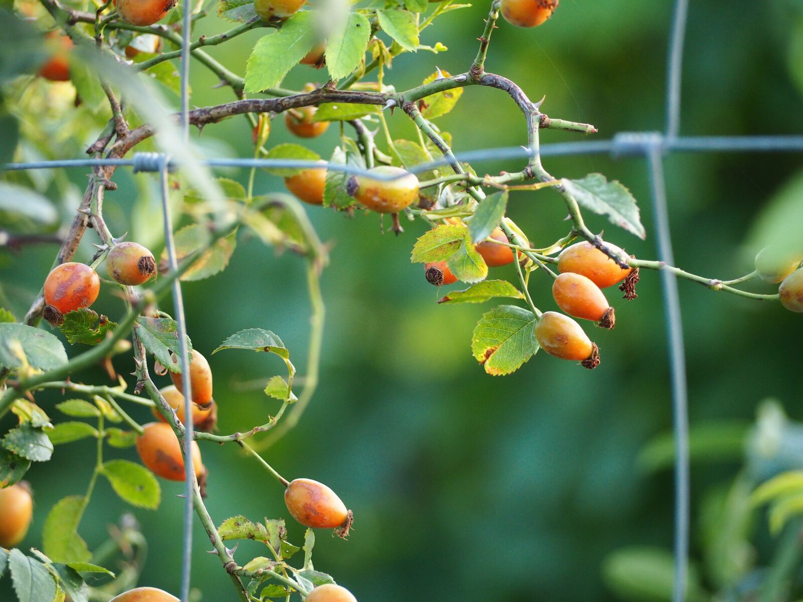 Olympus OM-D E-M10 sample photo. Berries, fence, fruit photography