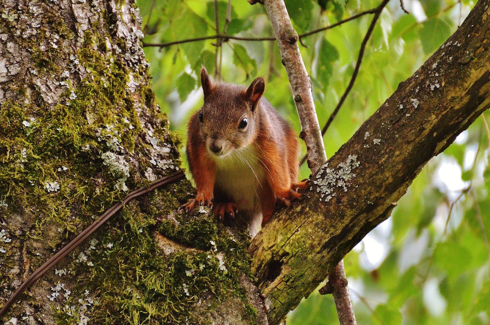 Nikon D3200 sample photo. Squirrel, nager, cute photography