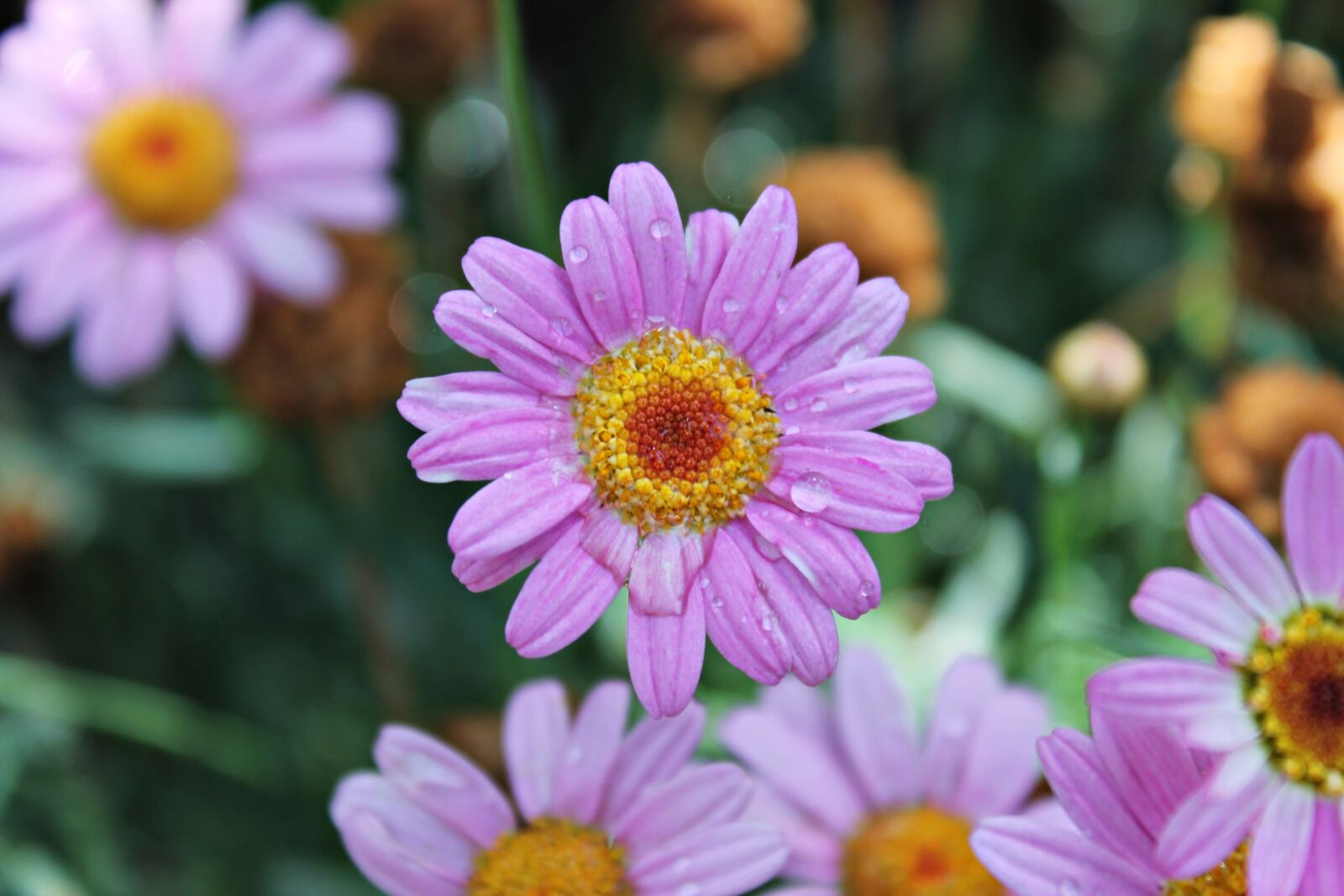 Canon EOS 1100D (EOS Rebel T3 / EOS Kiss X50) sample photo. Rain, spray, caress photography
