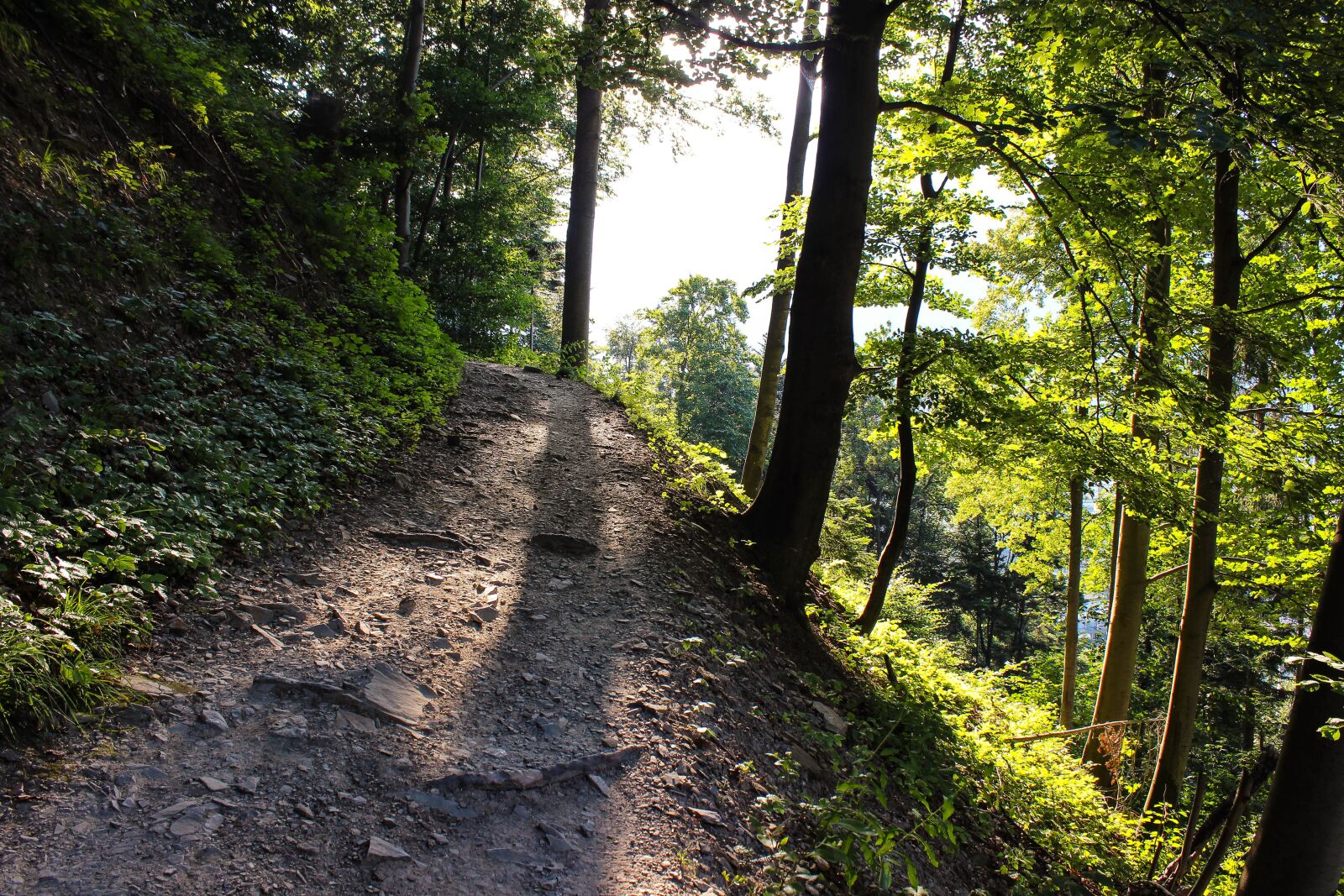 Canon EOS 600D (Rebel EOS T3i / EOS Kiss X5) sample photo. Forest, forest path, sunbeam photography