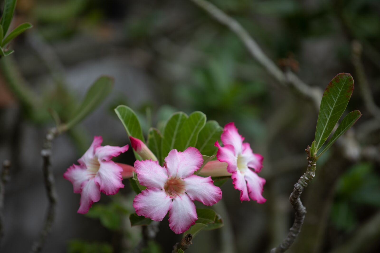 Canon EOS RP sample photo. Invited to visit, flowers photography