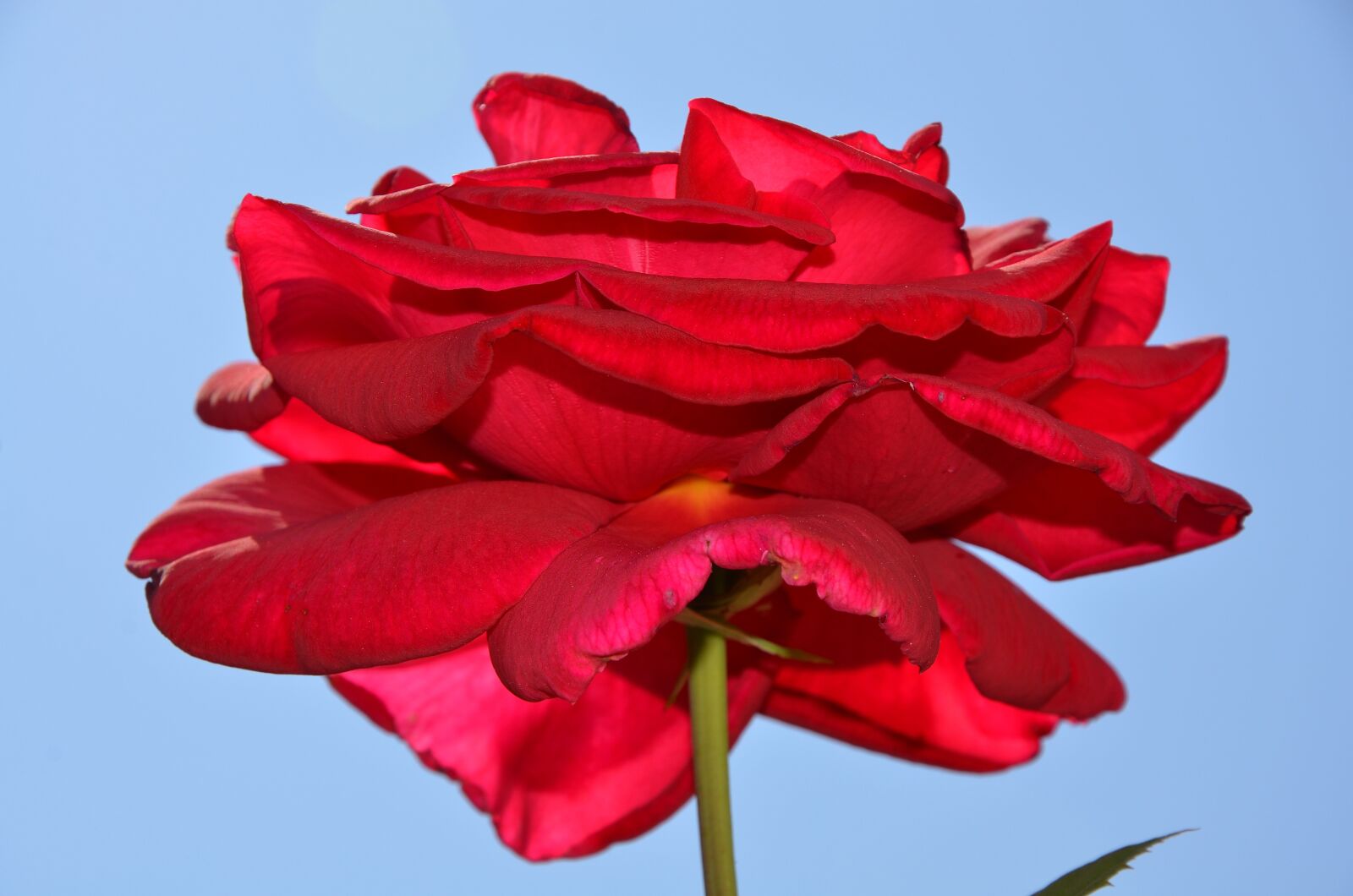 Nikon D7000 sample photo. Rose, flower, spring photography