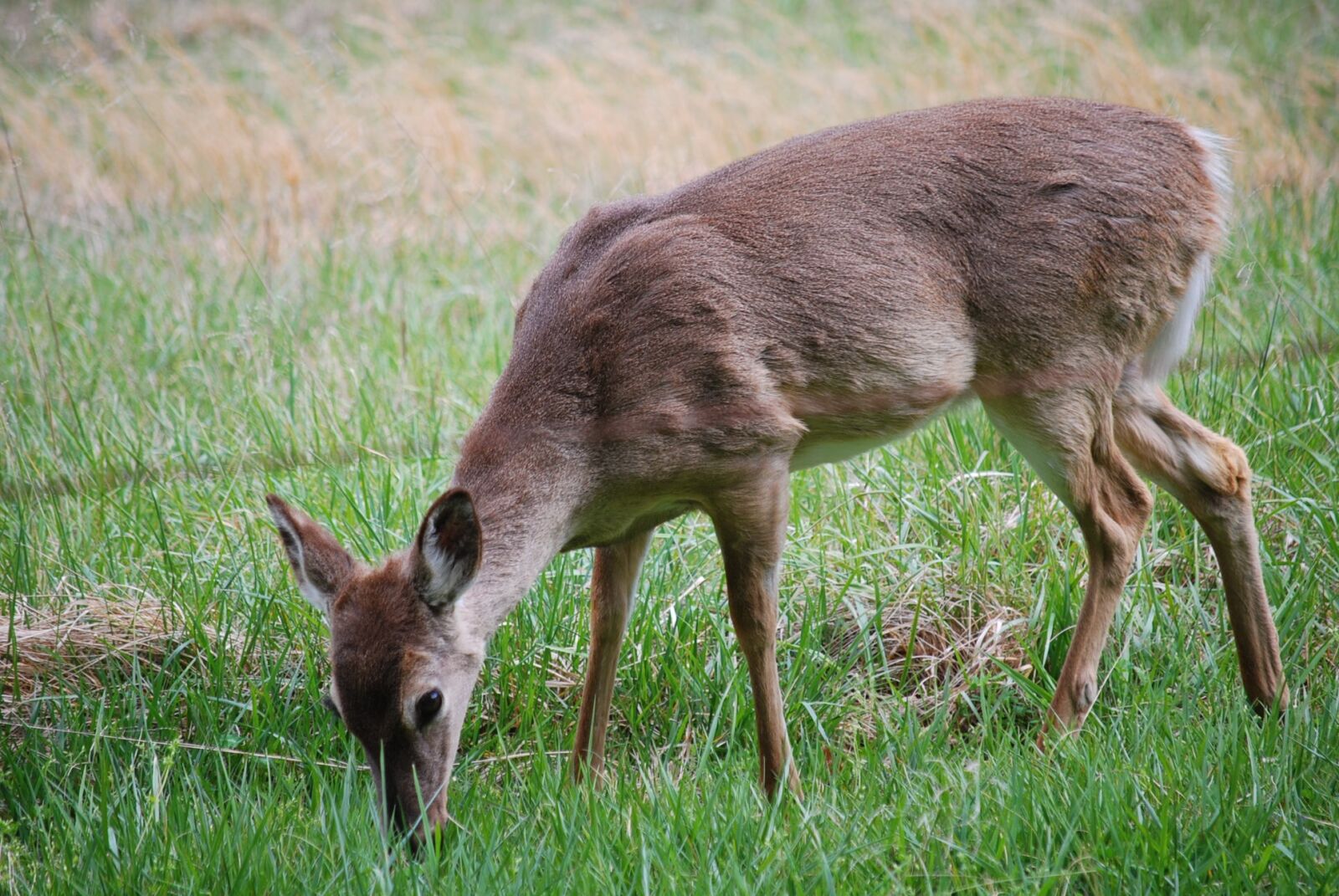 Nikon D60 sample photo. Deer, meadow, wildlife photography