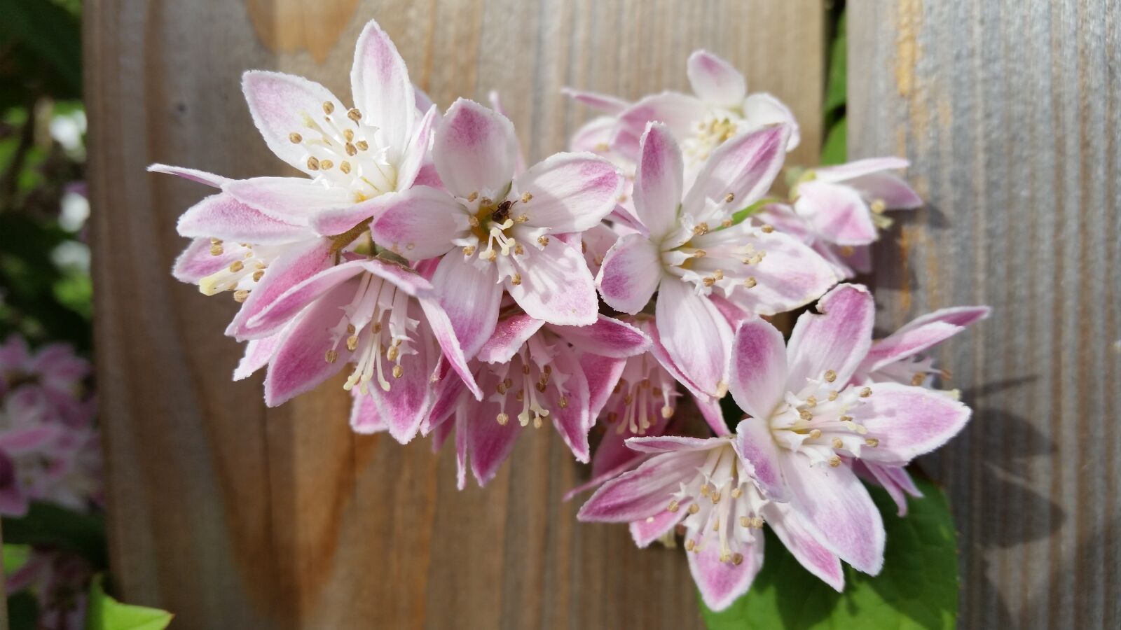 Samsung Galaxy S5 sample photo. Blossom, bloom, pink and photography