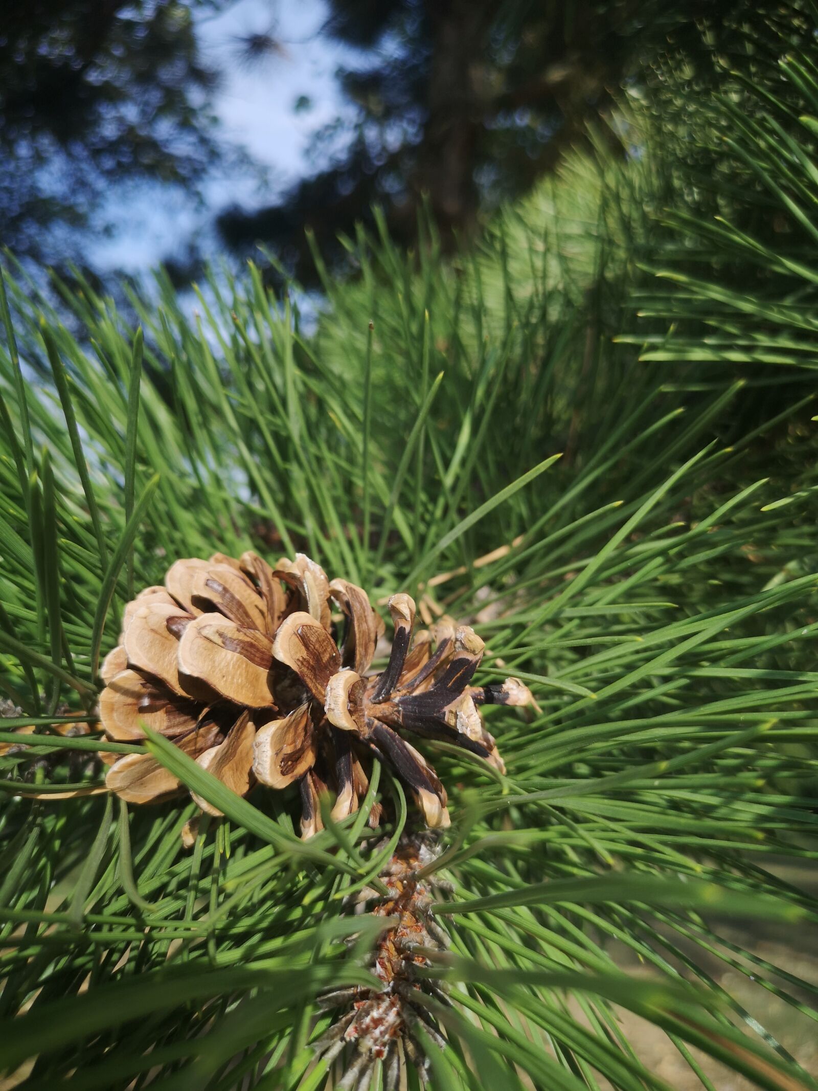 HUAWEI CLT-L29 sample photo. Pine, tap, tree photography
