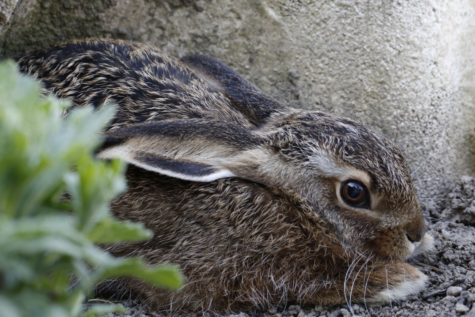 Canon EF 100mm F2.8L Macro IS USM sample photo. Hare, meister lampe, nature photography