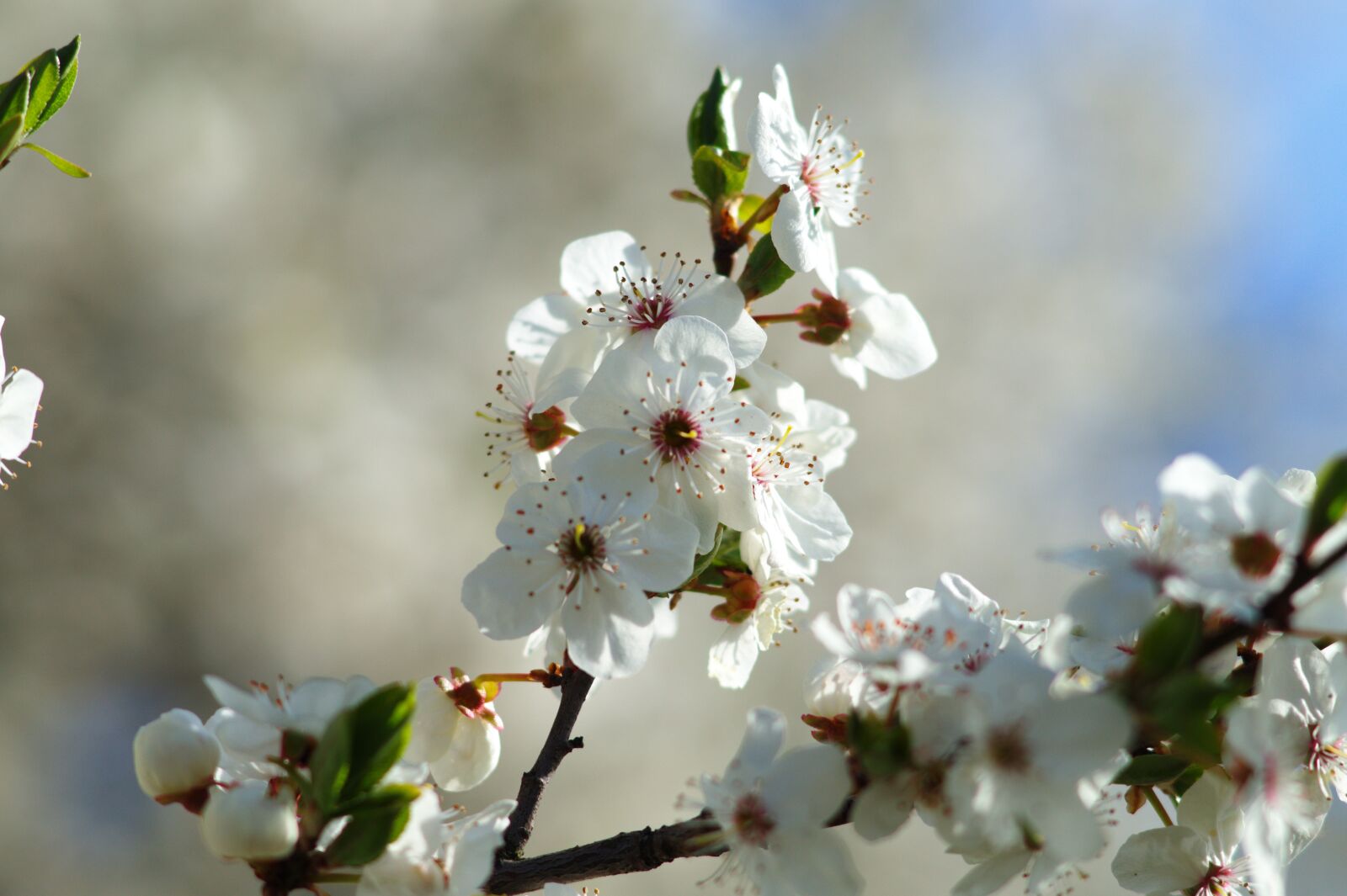 Sony 85mm F2.8 SAM sample photo. Spring, bloom, garden photography