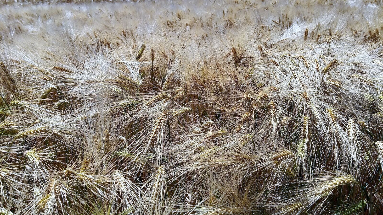 LG G3 sample photo. Field, cereals, summer photography