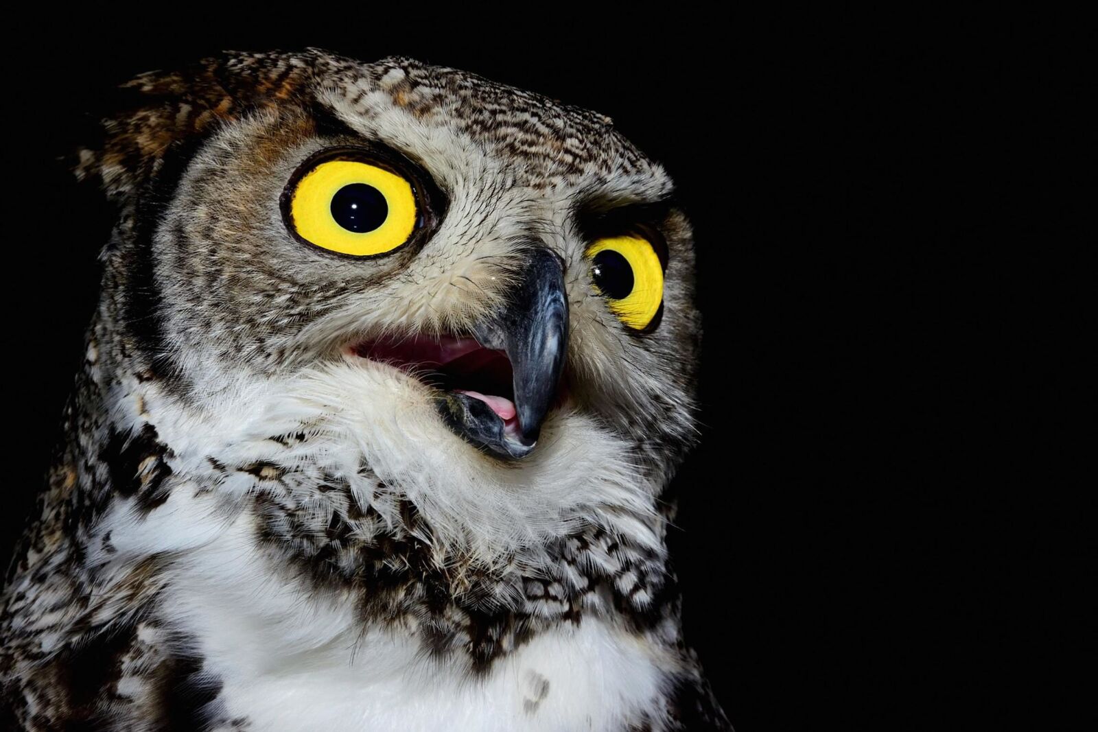 Nikon D810 sample photo. Wildlife, owl, bird, eye photography