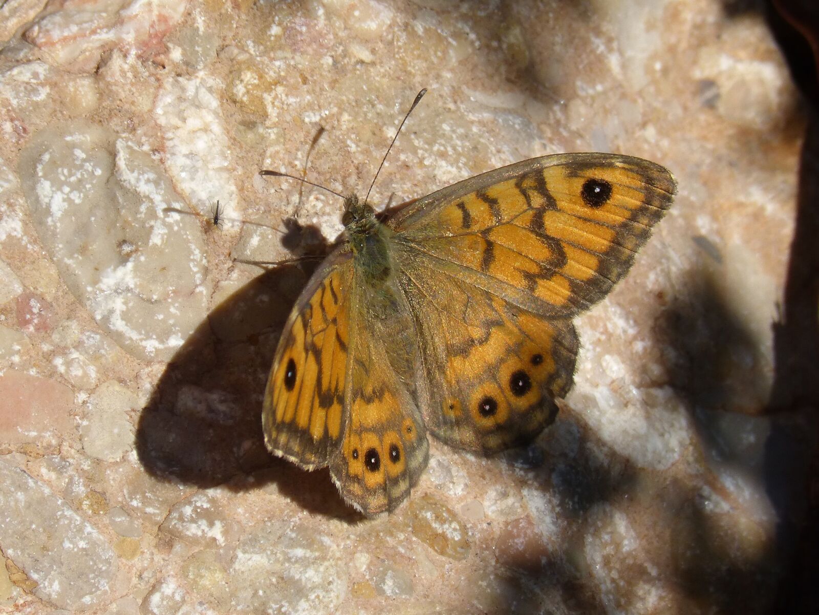 Panasonic DMC-FZ62 sample photo. Butterfly, rock, detail photography