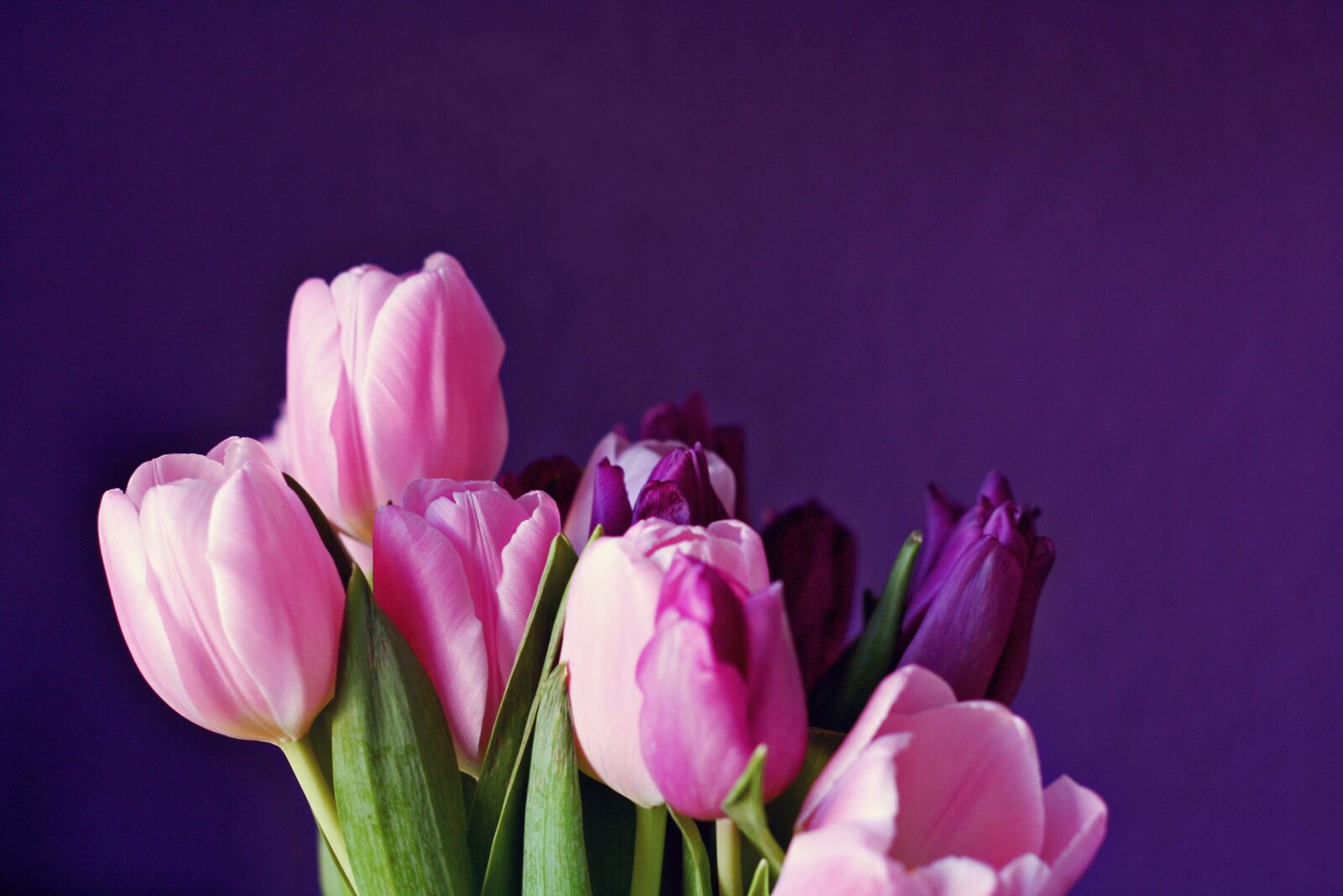 Canon EOS 1000D (EOS Digital Rebel XS / EOS Kiss F) sample photo. Tulips, purple, flower photography