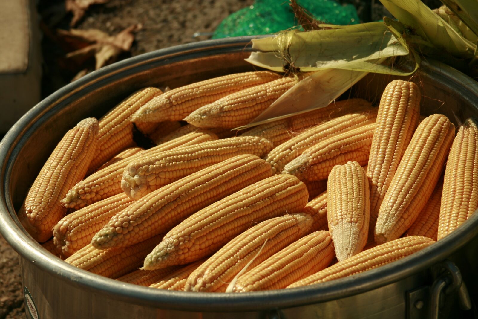 Canon EOS 400D (EOS Digital Rebel XTi / EOS Kiss Digital X) sample photo. Maize, nature, food photography