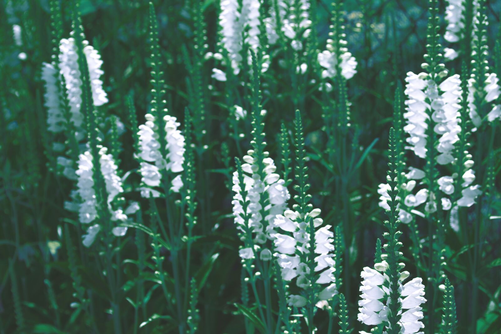 Nikon D3100 sample photo. Nature, grass, white, flower photography