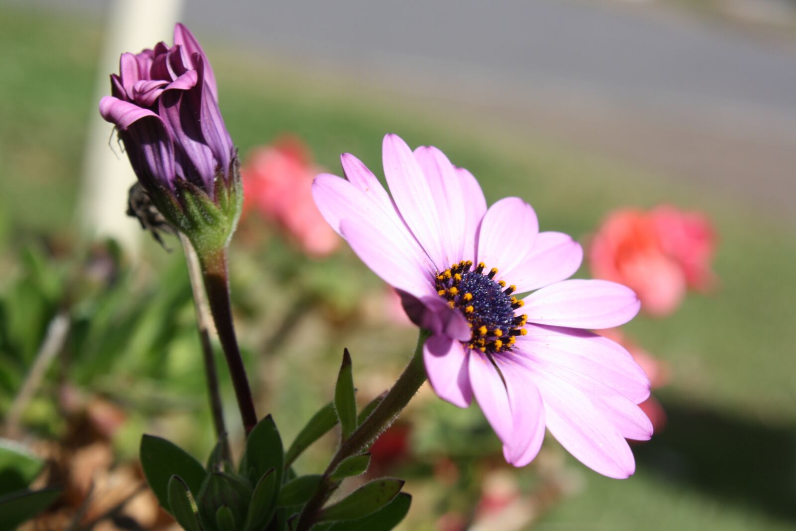 Canon EOS 1000D (EOS Digital Rebel XS / EOS Kiss F) sample photo. Flower, flora, floral photography