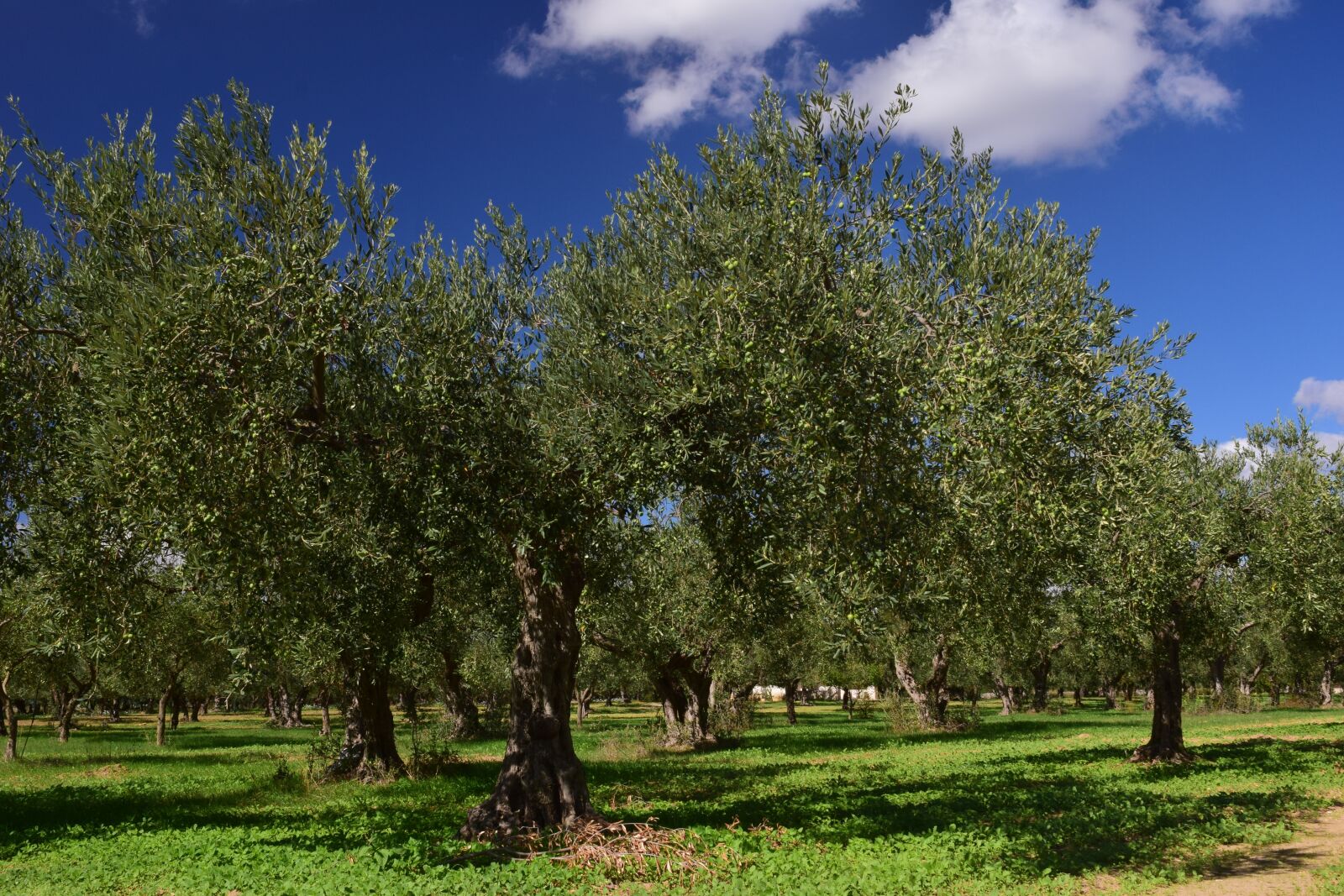 Nikon D3300 sample photo. Olive trees, olive field photography