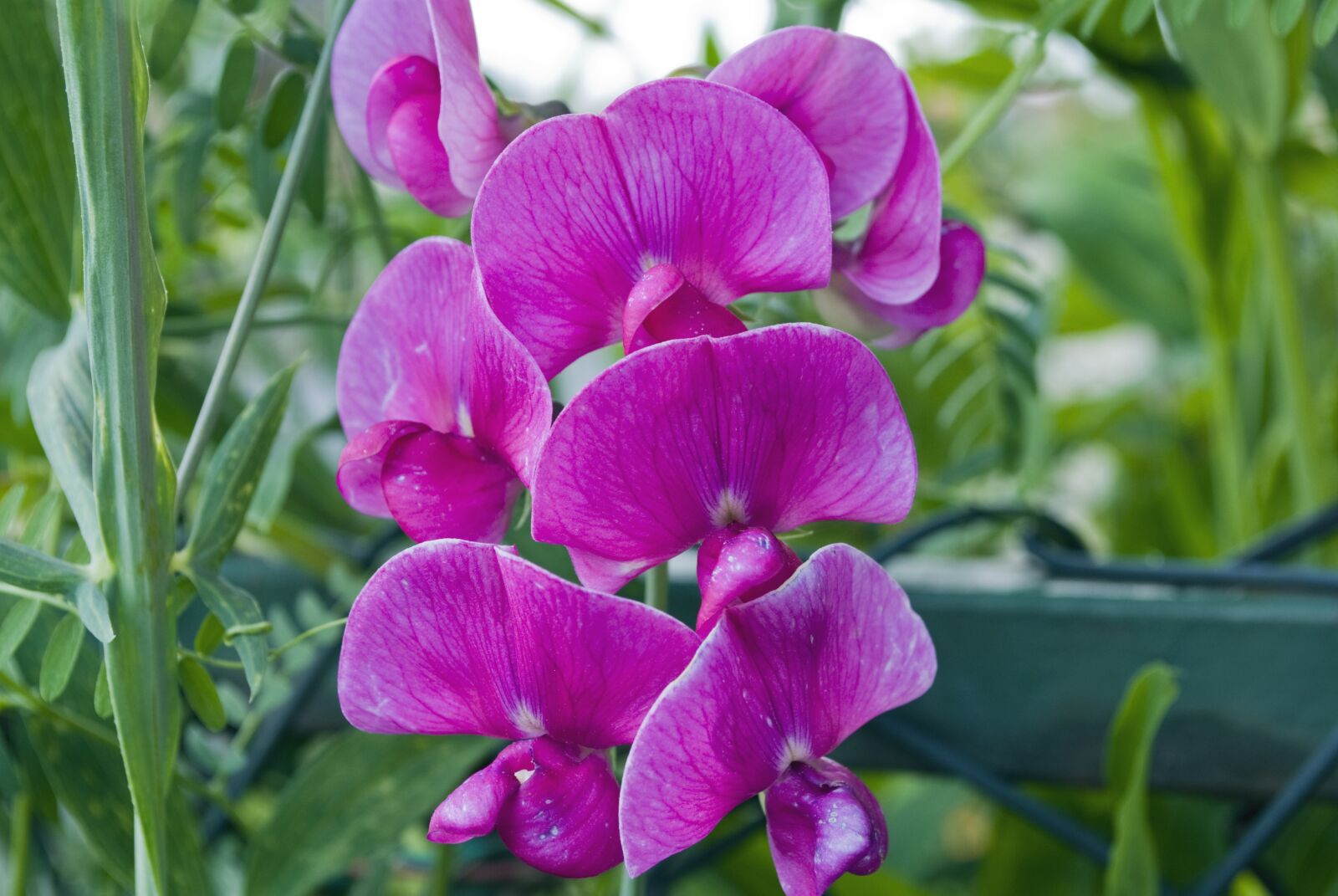 Nikon D60 sample photo. Pea, plant, flower photography