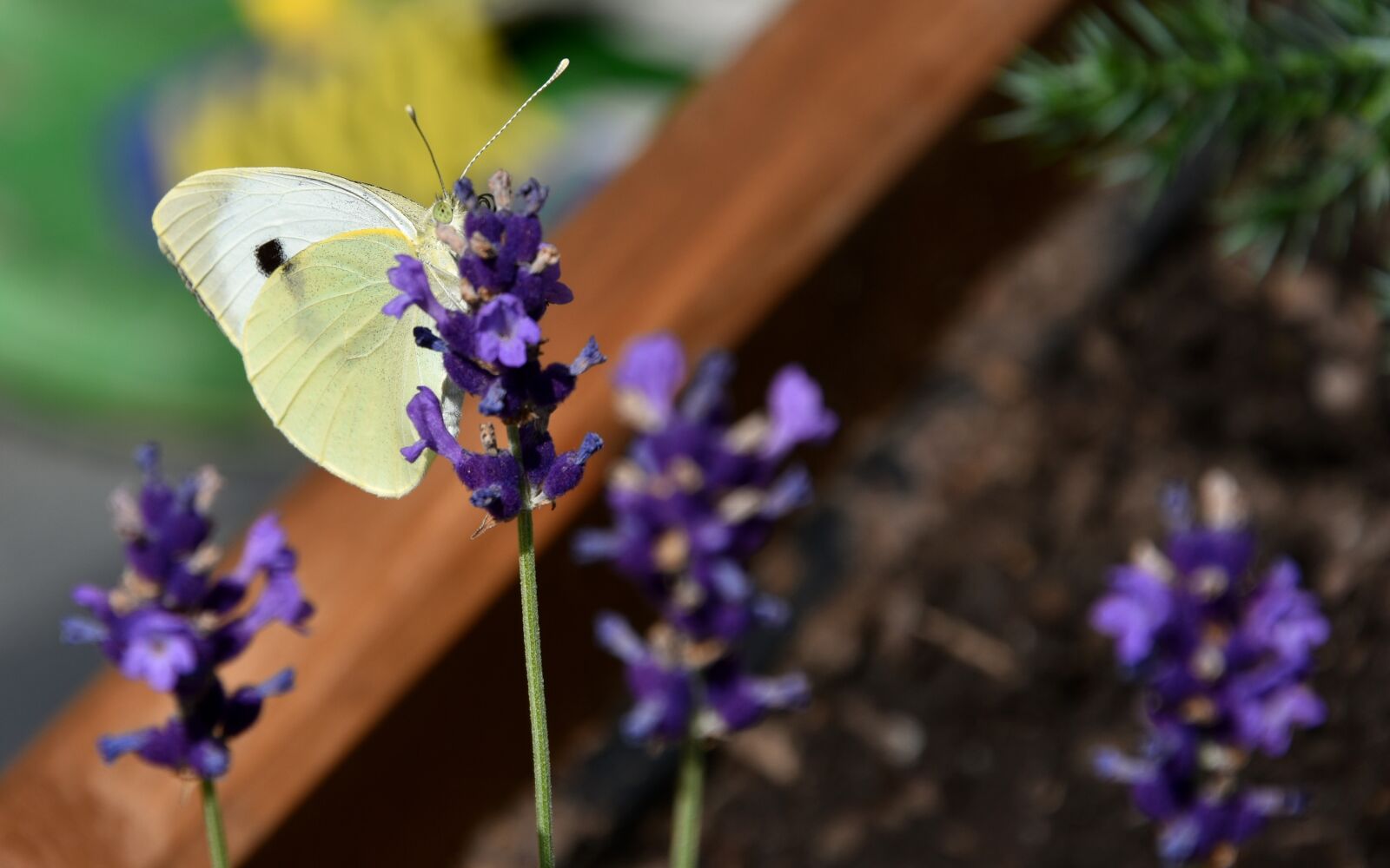 Nikon D7200 sample photo. Pieris brassicae, butterfly, white photography