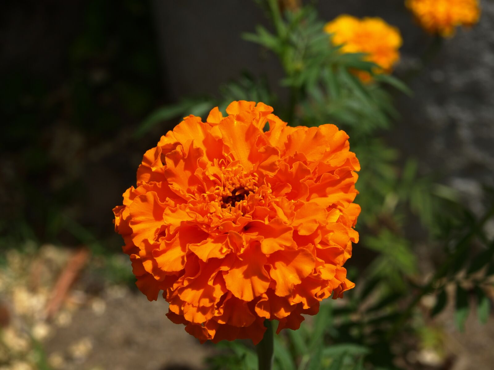 Olympus E-510 (EVOLT E-510) sample photo. Flowers, garden photography