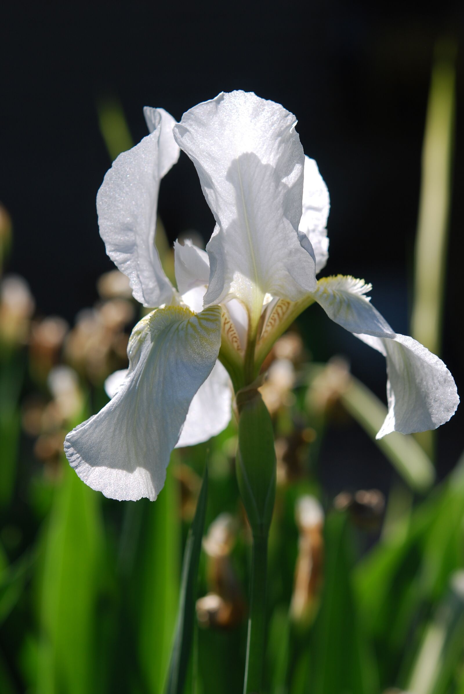 Nikon D60 sample photo. Iris, white, flower photography