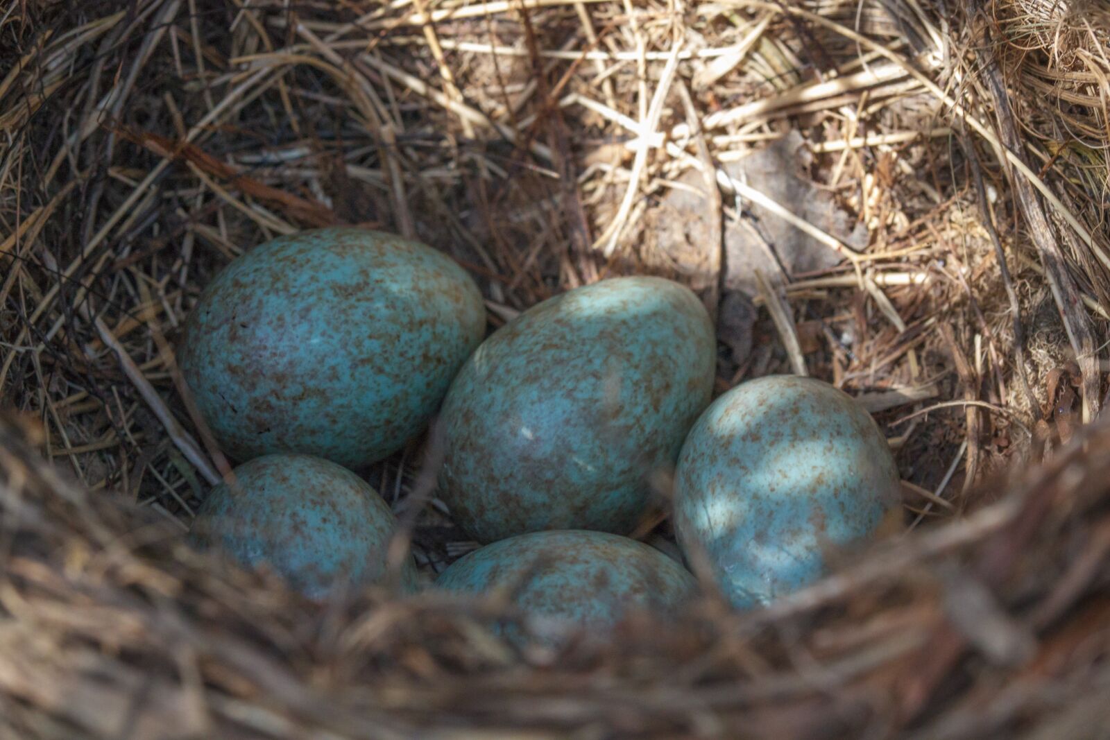 Canon EOS 550D (EOS Rebel T2i / EOS Kiss X4) sample photo. Bird eggs, bird, bird's photography
