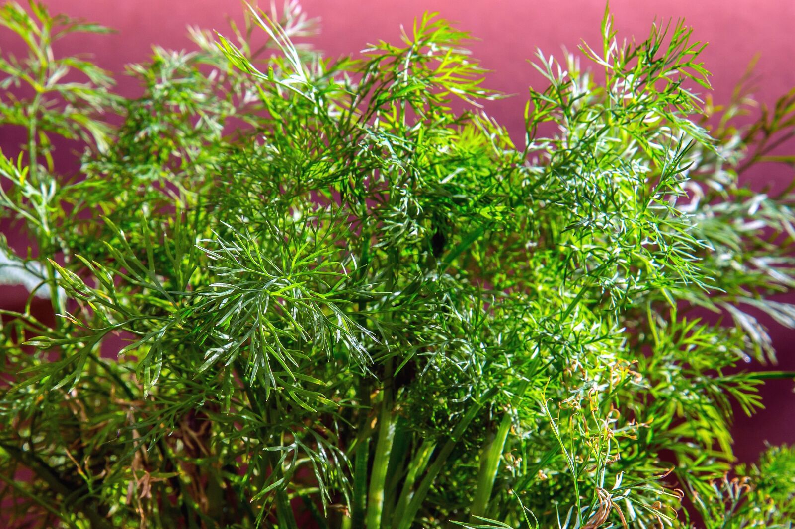 Canon EF 24-105mm F4L IS USM sample photo. Spice, food, leaves, plant photography