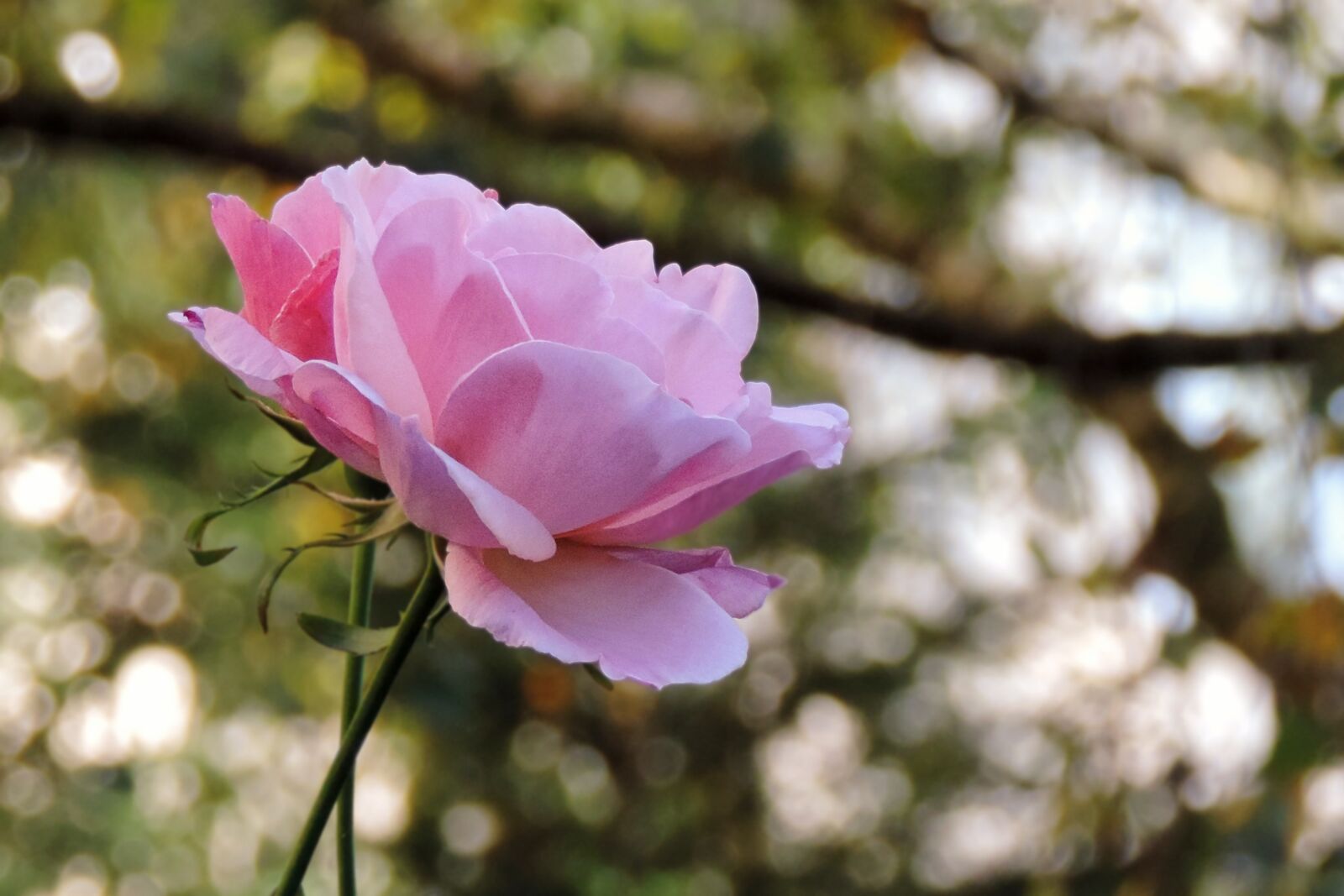 Nikon Coolpix P520 sample photo. Rose, pink, blossom photography