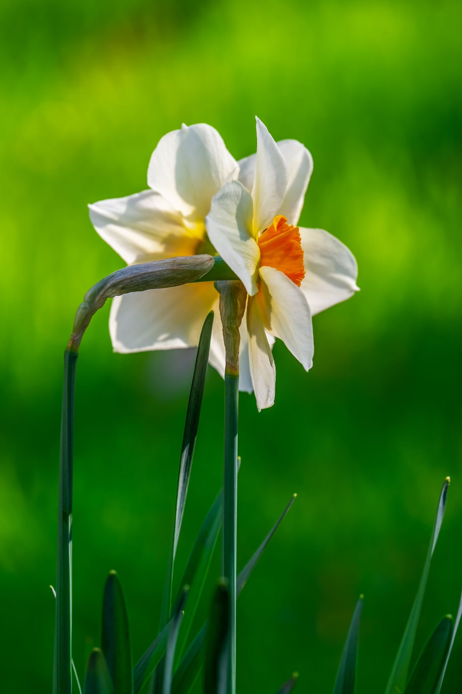 Fujifilm X-T10 sample photo. Daffodil, bicolor, flower photography
