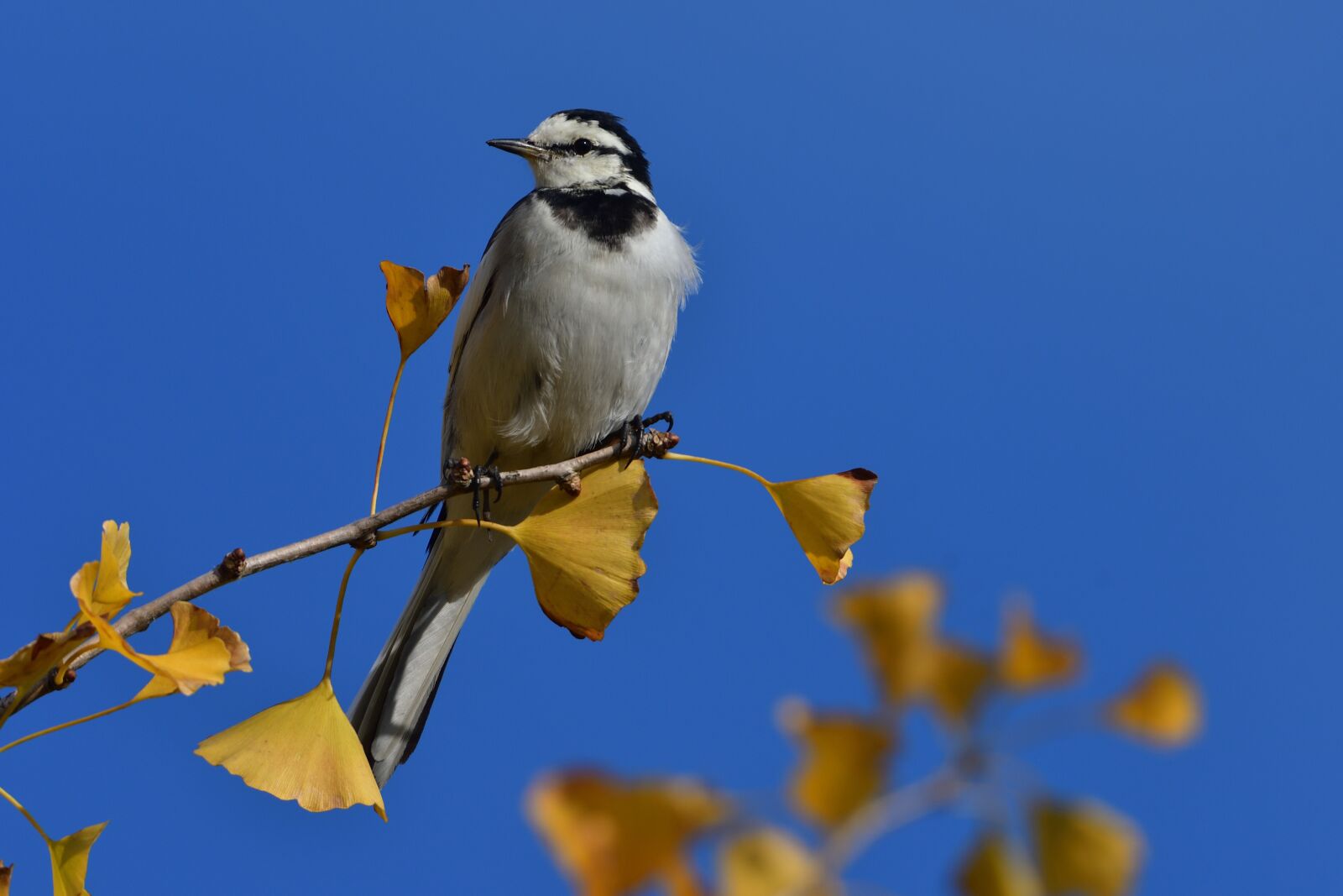 Nikon D500 sample photo. Natural, bird, outdoors photography