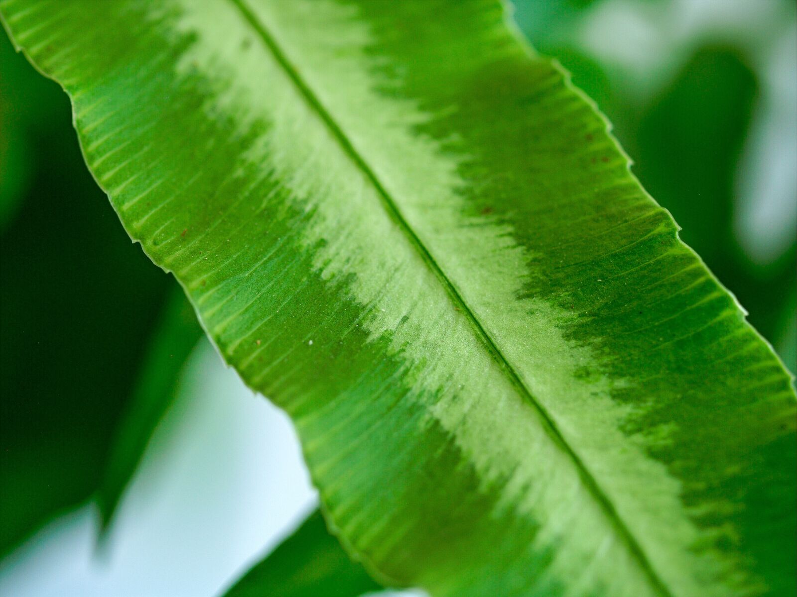 Olympus E-500 (EVOLT E-500) sample photo. Close up, sheet, bracken photography