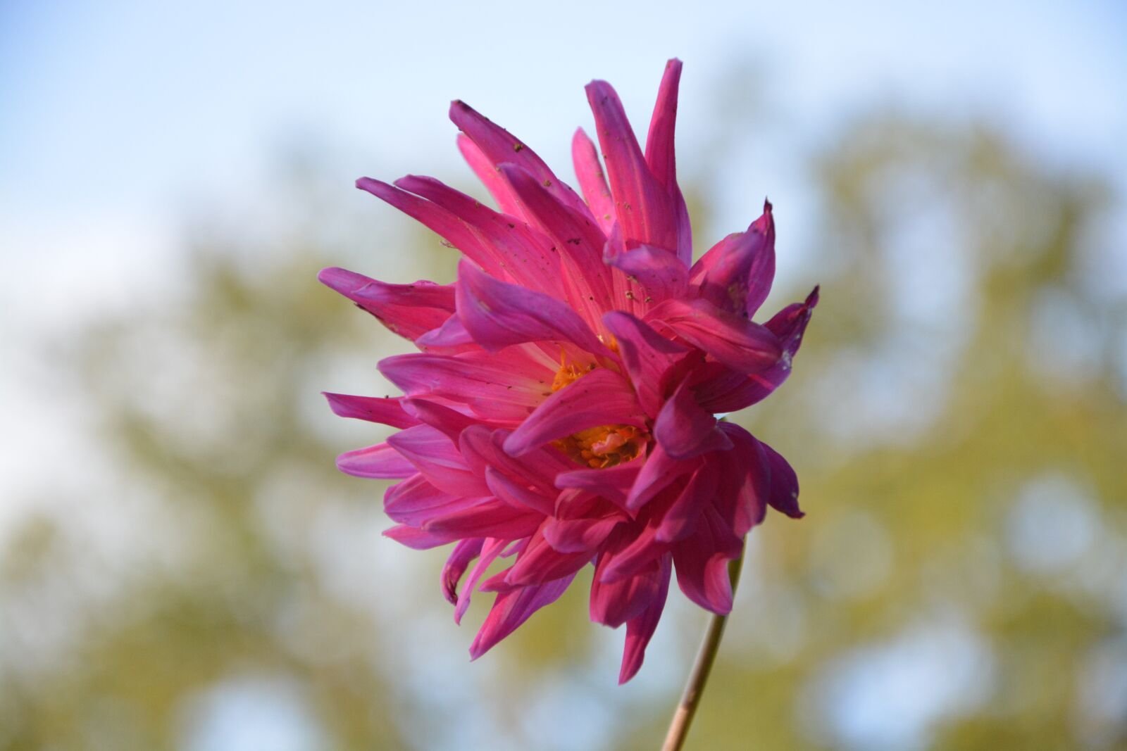 Nikon D5200 sample photo. Flower, profile flower, color photography