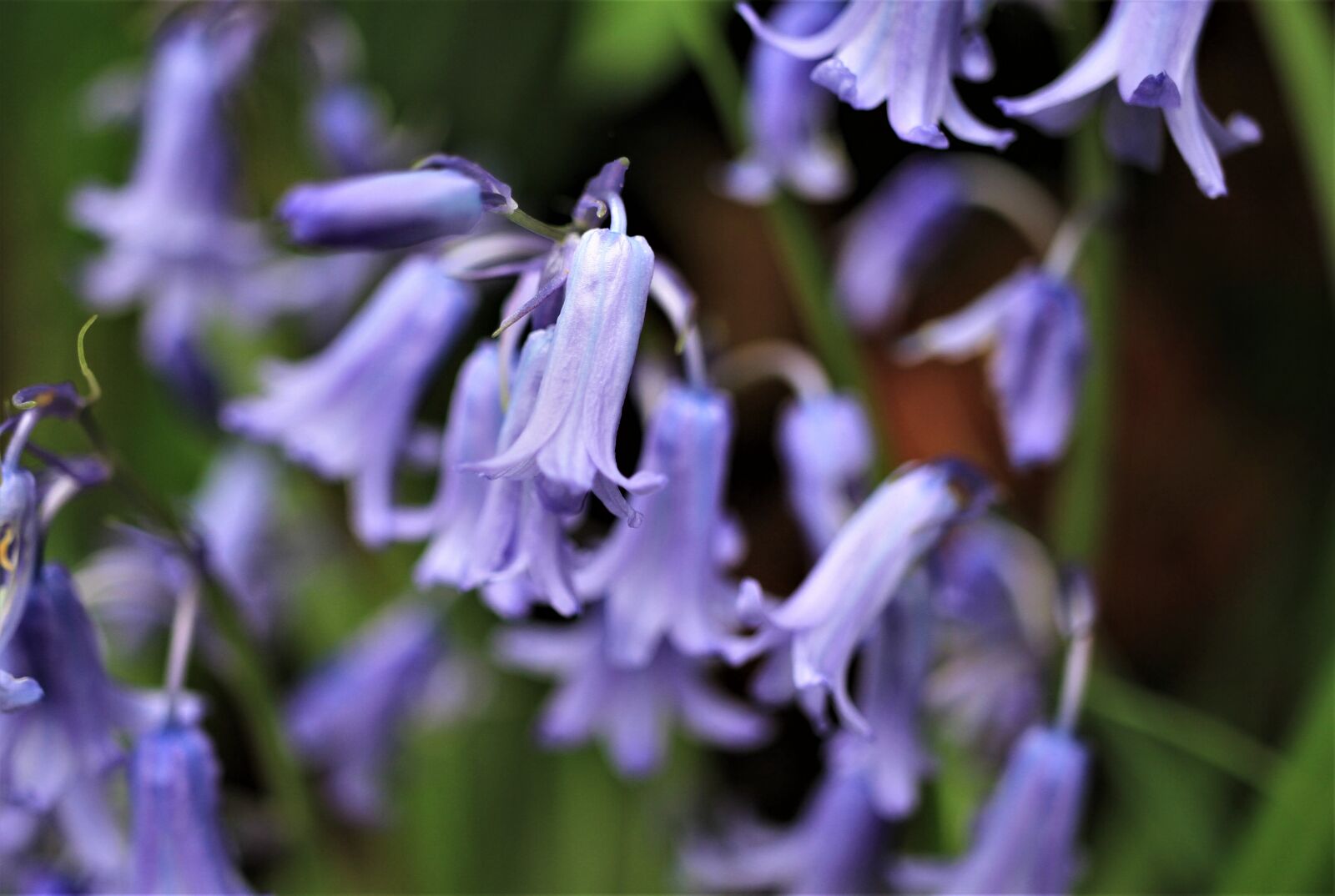 Canon EF-S 35mm F2.8 Macro IS STM sample photo. Spanish hasengl ckchen, bluebell photography
