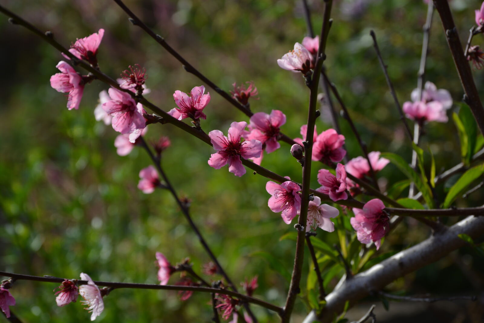 Nikon D5200 sample photo