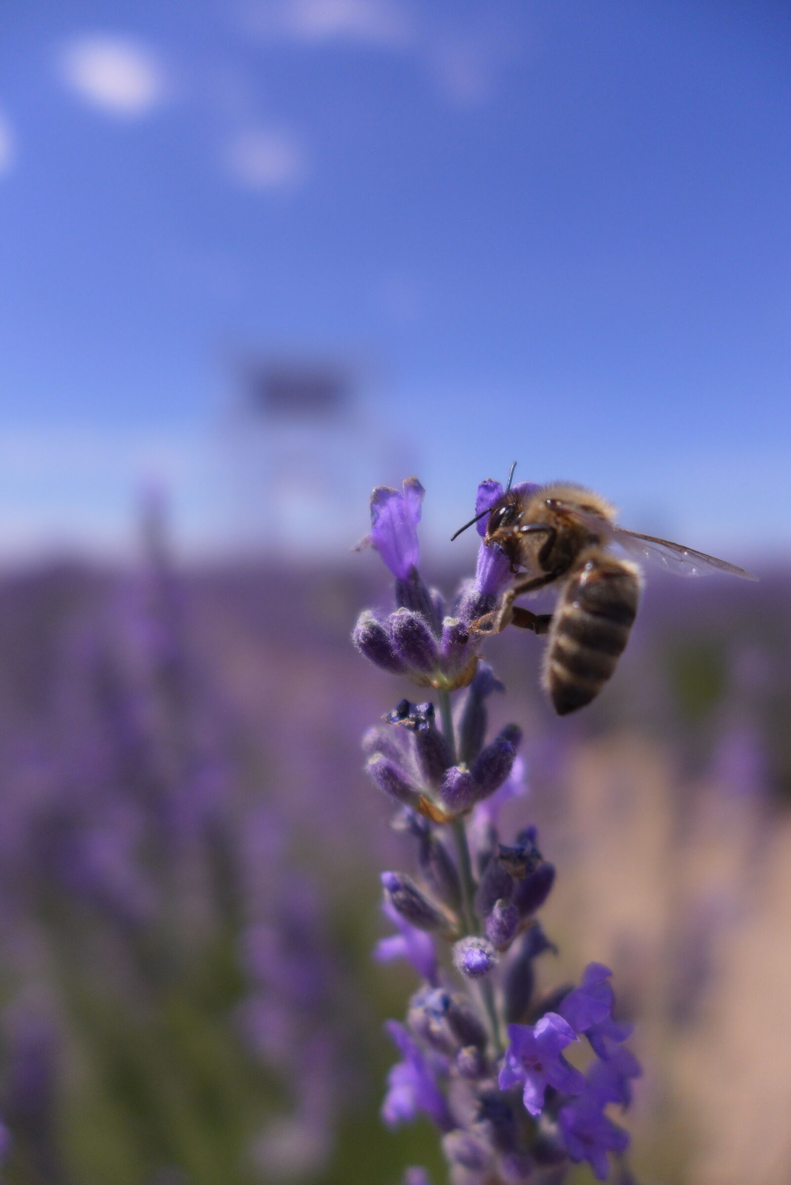 Panasonic Lumix DMC-LX7 sample photo. Bee on lavender photography