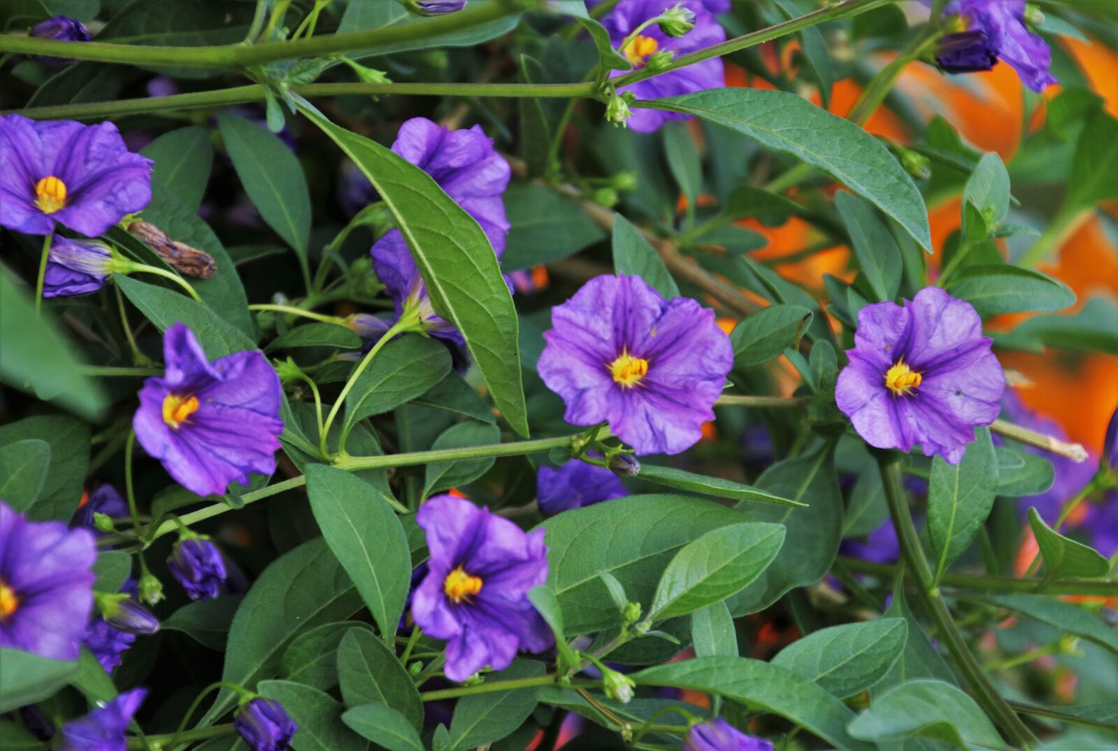 Canon EOS 80D sample photo. Flowers, garden, plant photography